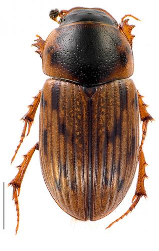 Réf. 95 620 : Volinus sticticus