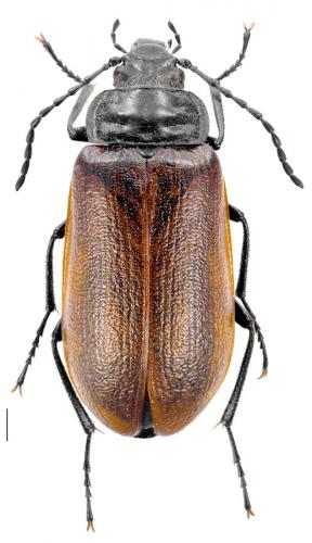 Omophlus rugosicollis