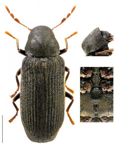 Réf. 95 721 : Hemicoelus fulvicornis