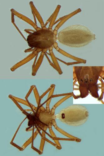 Porrhomma egeria