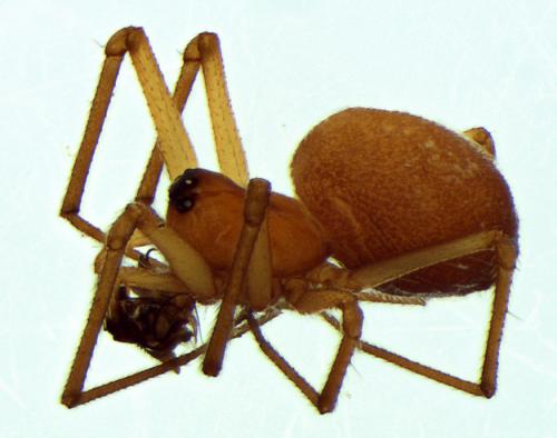 Nematogmus sanguinolentus