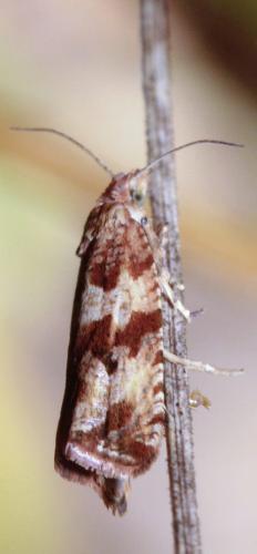 Celypha cespitana