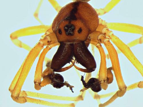 Pachygnatha listeri
