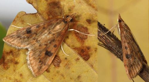 Réf. 95 876 : Udea ferrugalis