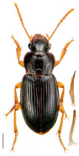 Ophonus schaubergerianus