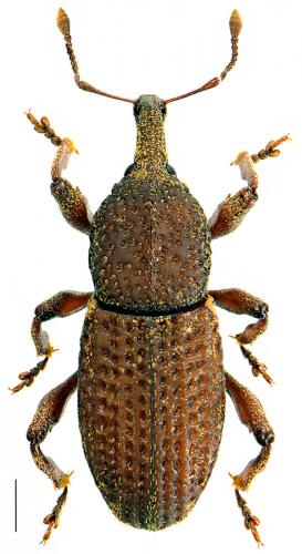 Mitoplinthus caliginosus caliginosus