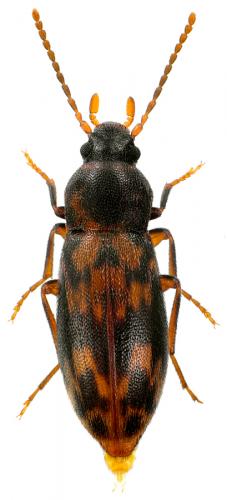 Marolia leseigneuri