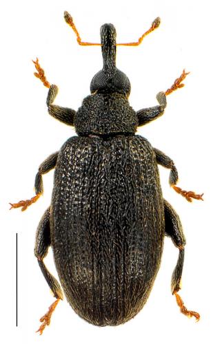 Orchestes fagi