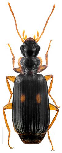 Dromius fenestratus