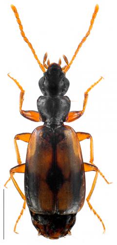 Philorhizus crucifer confusus