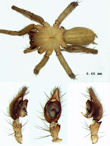 Eratigena fuesslini