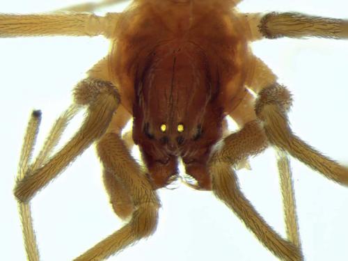 Réf. 95 817 : Nigma walckenaeri