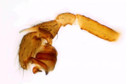 Microctenonyx subitaneus