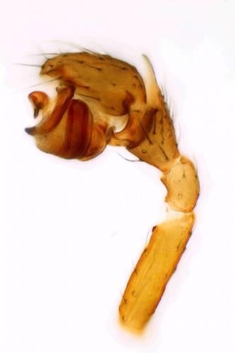 Microctenonyx subitaneus