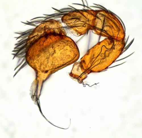 Oonopinus angustatus