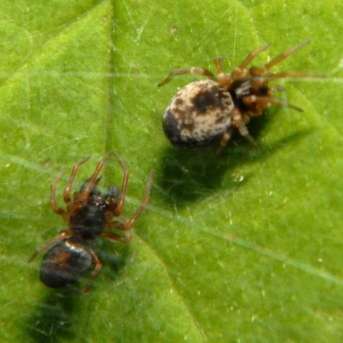 Dictyna uncinata