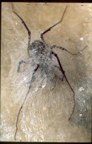 Ischyropsalis sp.