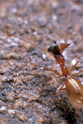 Aphaenops leschenaulti