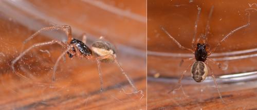 Pachygnatha degeeri