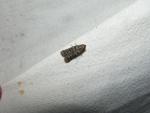 Dioryctria simplicella