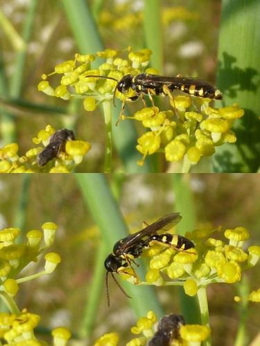 Mellinus arvensis