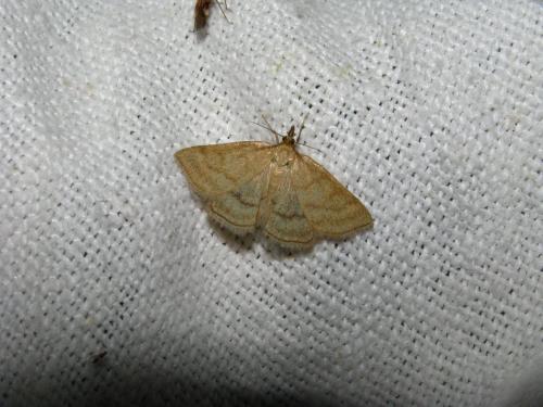 Réf. 95 380 : Psammotis pulveralis