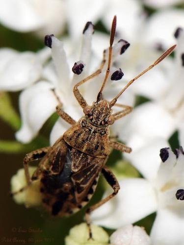 Stictopleurus sp.