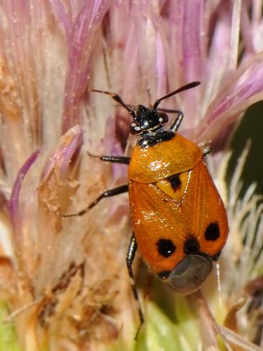 Réf. 95 217 : Deraeocoris punctum