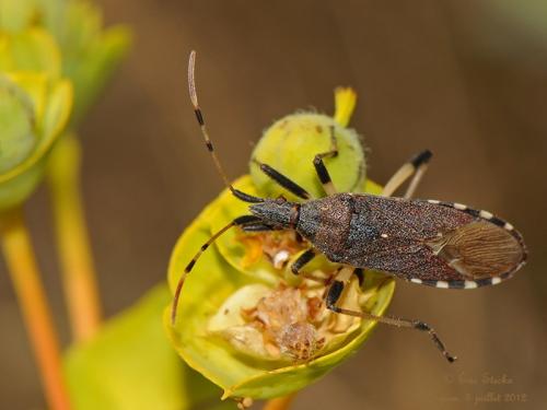 Réf. 95 182 : Dicranocephalus albipes