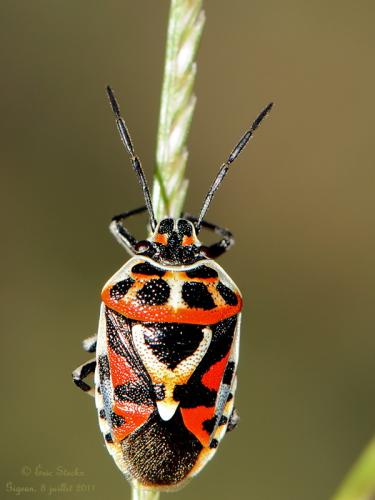 Réf. 95 161 : Eurydema ornata