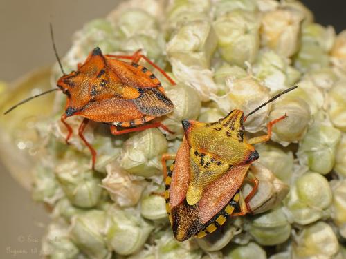 Carpocoris mediterraneus atlanticus