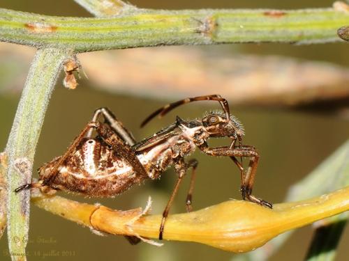 Camptopus lateralis