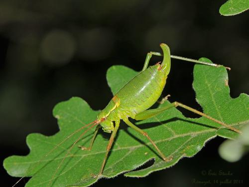 Réf. 95 177 : Barbitistes sp.