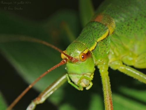 Réf. 95 210 : Barbitistes sp.