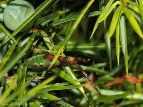 Réf. 95 056 : Gonocerus juniperi