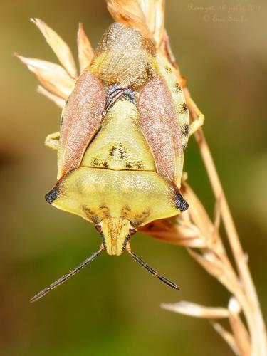 Carpocoris fuscispinus
