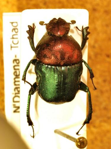 Réf. 95 023 : Gymnopleurus bicolor