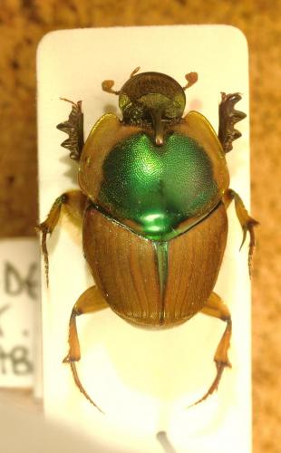 Proagoderus harpax