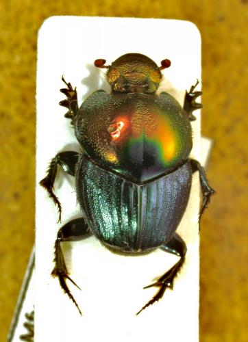 Proagoderus gemmatus