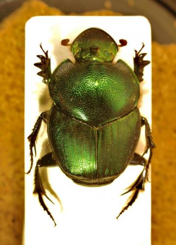 Proagoderus louisi