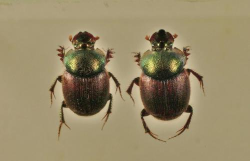 Réf. 95 601 : Onthophagus semiviridis