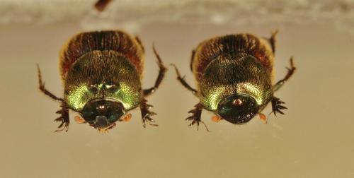 Réf. 95 602 : Onthophagus semiviridis