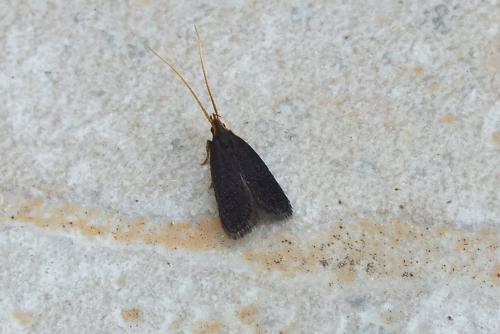 Lecithocera nigrana