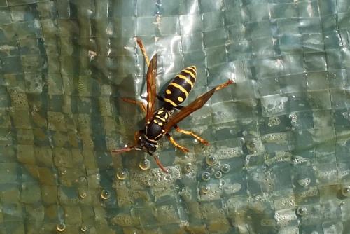 Polistes sp.