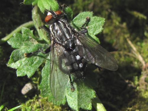 Sarcophaga sp.