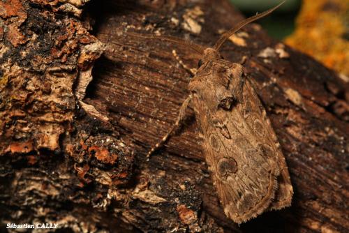 Réf. 95 974 : Agrotis bigramma