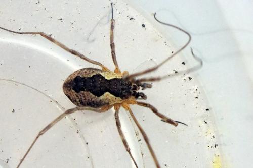 Réf. 95 981 : Mitopus morio
