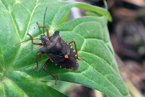 Réf. 95 983 : Pentatoma rufipes