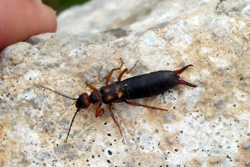 Anechura bipunctata