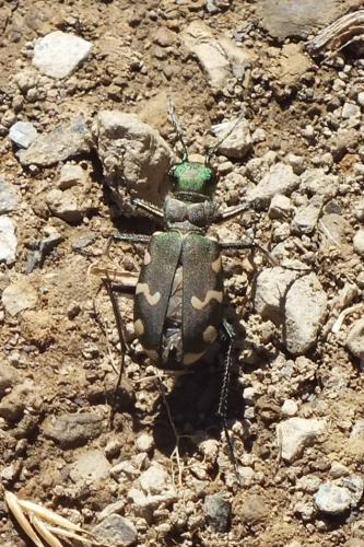 Réf. 95 925 : Cicindela sylvicola